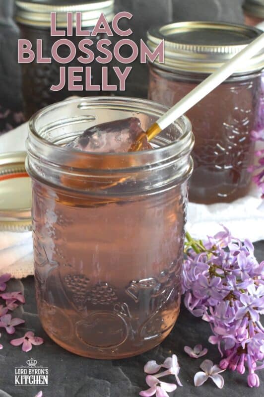Turn those delicate pinkish-purple petals into a sweet, delicious treat! Lilac Blossom Jelly is prepared by steeping lilacs in water and straining the juice. Add in some sugar and pectic and in no time, you'll be spreading this jelly onto your toast and scones. Actually, you might just want to spoon this fragrant jelly over everything! #lilac #jelly #lilacs #canning #waterbath #edibleflowers