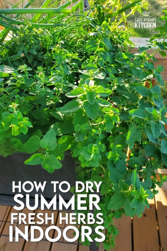 For the past few summers, I have grown a variety of fresh herbs in containers on our back deck. Just before the first frost, they are all harvested and dried indoors for use throughout the winter months. It takes minimal effort, but the reward is huge because the herbs taste better than any store-bought jars you can find! #herbs #drying #indoors #freshherbs #driedherbs